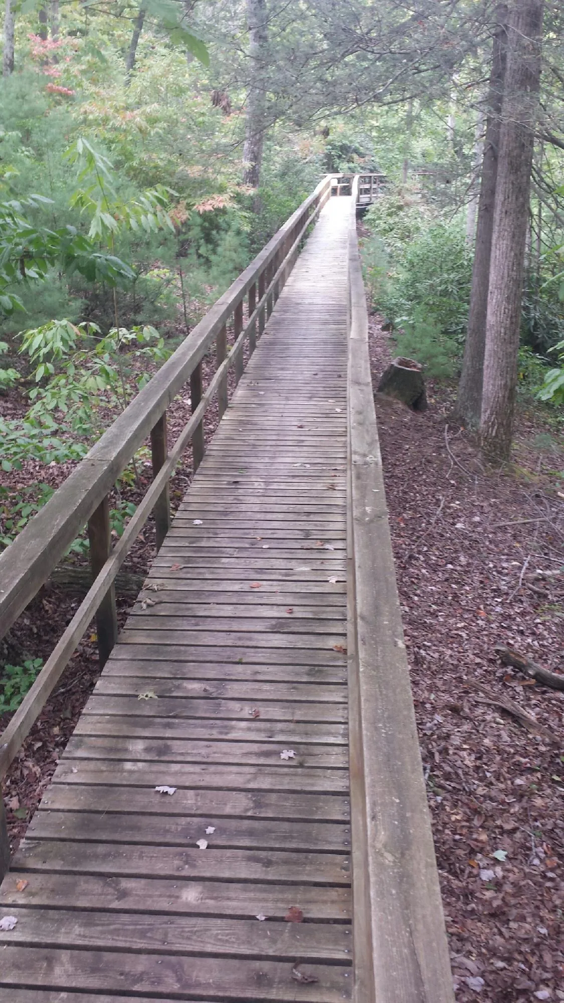 Long wood walkway with handrails built through the woods in Armagh